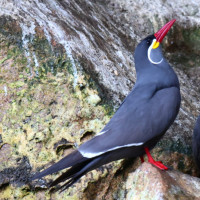 Inca Tern